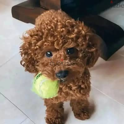 Poodle Puppies// Whatsapp +97455937699