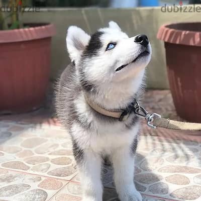 Siberian husky// Whatsapp +971552543679