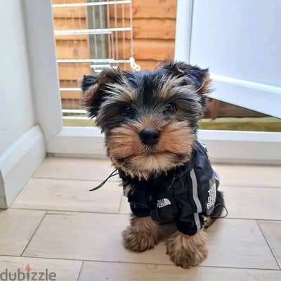 Yorkshire Terrier// Whatsapp+971552543679