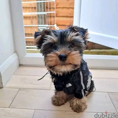 Yorkshire Terrier// Whatsapp+971552543679