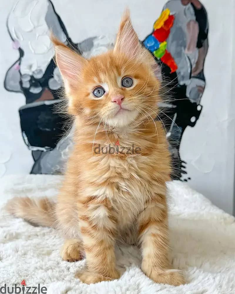 Maine Coon// Whatsapp +97455937699 0