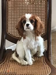 Whatsapp Me +96878738119 Cavalier King Charles Spaniel for sale 0