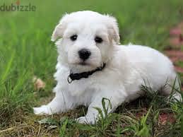 Whatsapp Me +96878738119 Coton de Tulear for sale 0