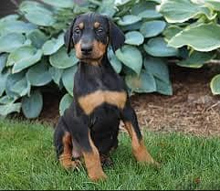 Whatsapp Me +96878738119  Doberman Pinscherfor sale 0