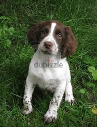 Whatsapp Me +96878738119 English Springer Spaniel for sale 0