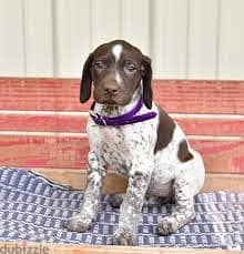 Whatsapp Me +96878738119 German shorthaired Pointer for sale 0