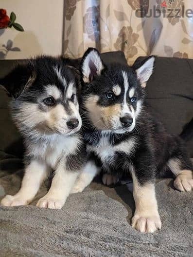 Whatsapp Me +966588993320 Siberian Husky Puppies 1