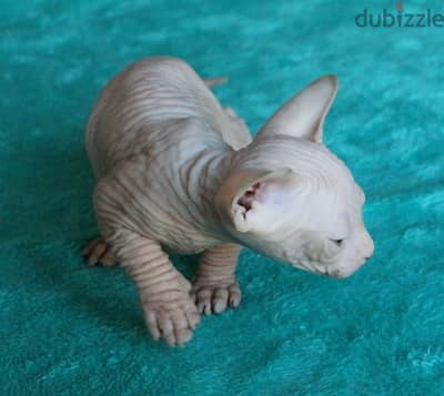 Whatsapp Me +972555074990 Sphynx Cats