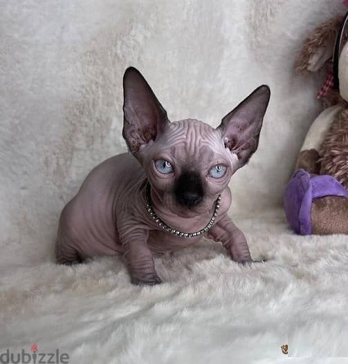 Whatsapp Me +972555074990 Sphynx Cats 1