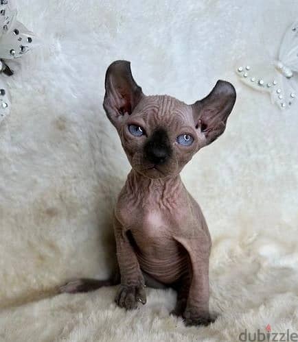 Whatsapp Me +972555074990 Sphynx Cats 1