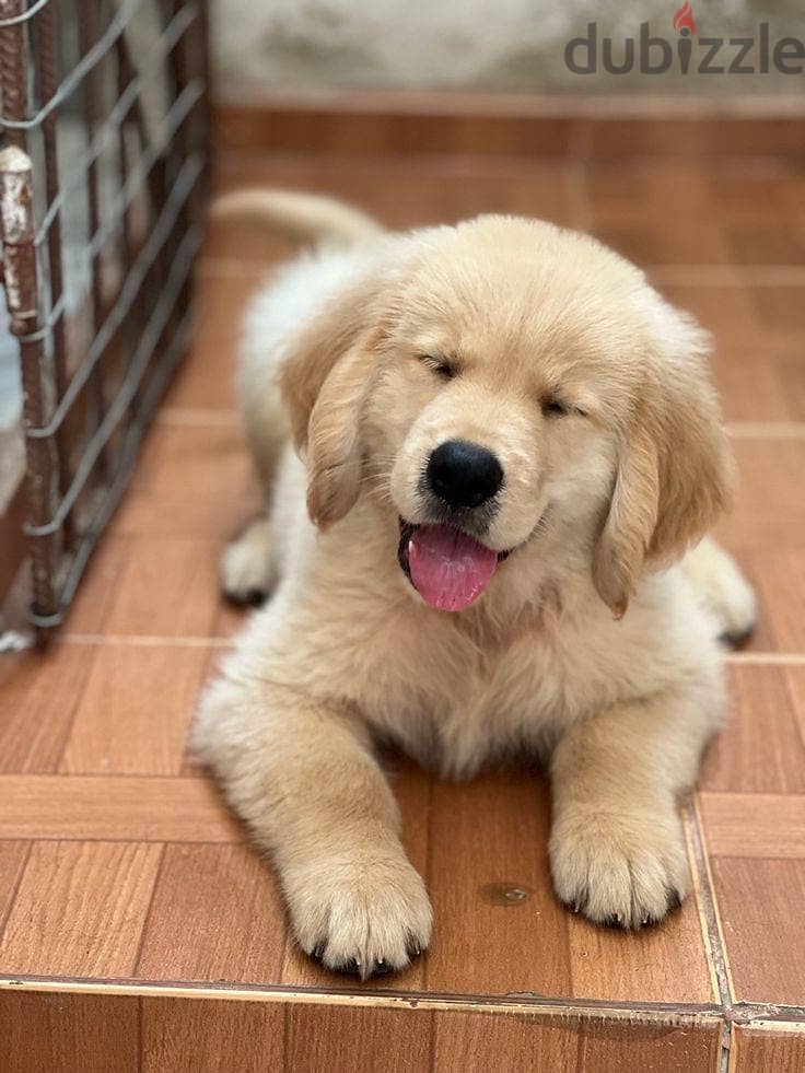 WhatsApp Me +972555077288// Golden Retriever Puppies 1