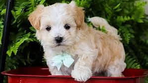 Whatsapp Me +96878738119 Maltipoo for sale 0