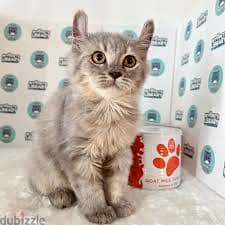 Whatsapp Me +96878738119 American Curl for sale 0