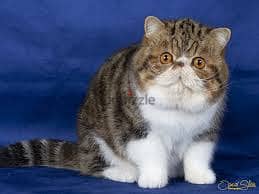 Whatsapp Me +96878738119 Exotic Shorthair for sale 0