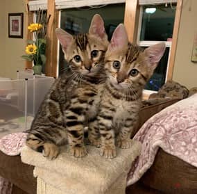 Whatsapp Me +966583921348 Savannah Cats 0