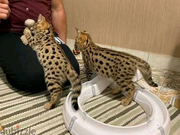 Whatsapp Me +966583921348 Savannah Cats 0