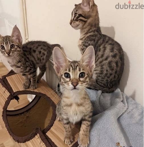 Whatsapp Me +966583921348 Savannah Cats 1