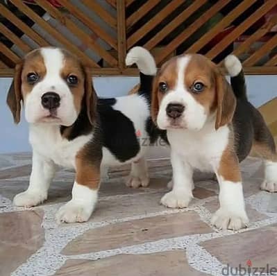 Beagle puppies// WhatsApp +971552543679