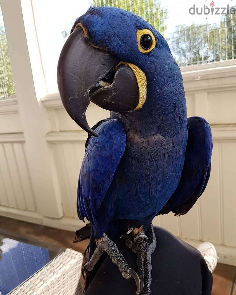 Whatsapp Me +966583921348 Hyacinth Macaws 1