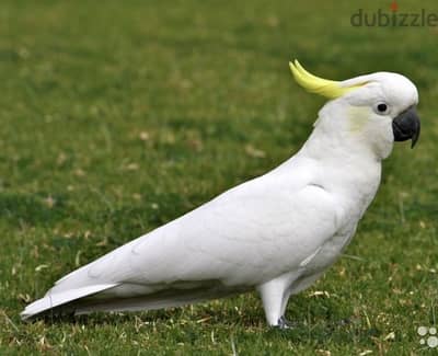 Whatsapp Me +966588993320 Umbrella Cockatoos