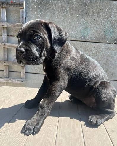 Whatsapp Me +966588993320 Cane Corso Puppies 0