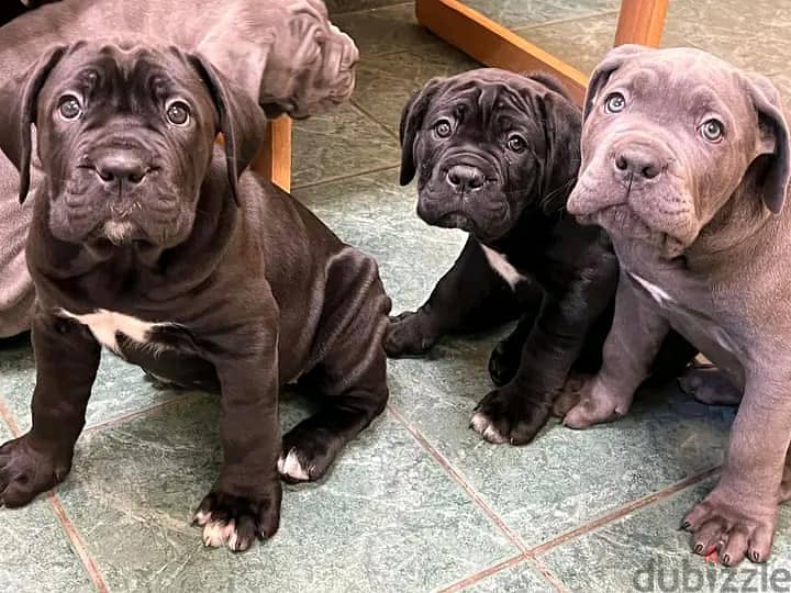 Whatsapp Me +972552992089 Cane Corso Puppies 1