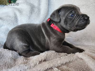 Cane Corso Puppies Whatsapp me +972553390216