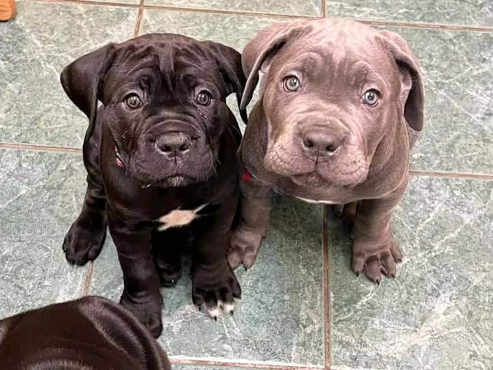 Whatsapp Me +972552992089 Cane Corso Puppies 1