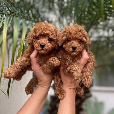 Poodle Puppies Whatsapp me +972553390216