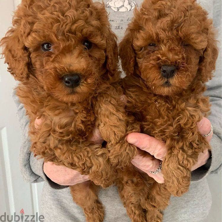 WhatsApp Me +972555077288// Toy Poodle Puppies 1