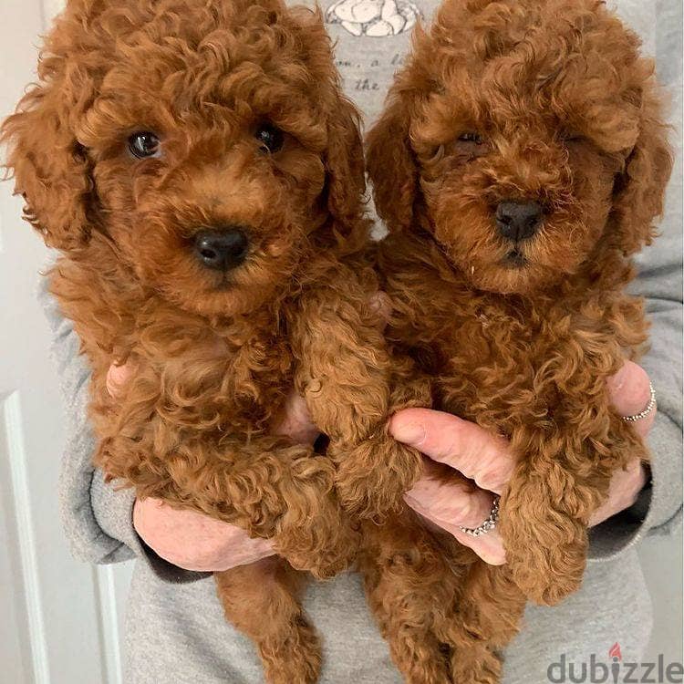 WhatsApp Me +972555077288// Toy Poodle Puppies 1