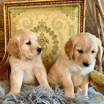 Golden Retriever Puppies . Whatsapp me +972553390216.