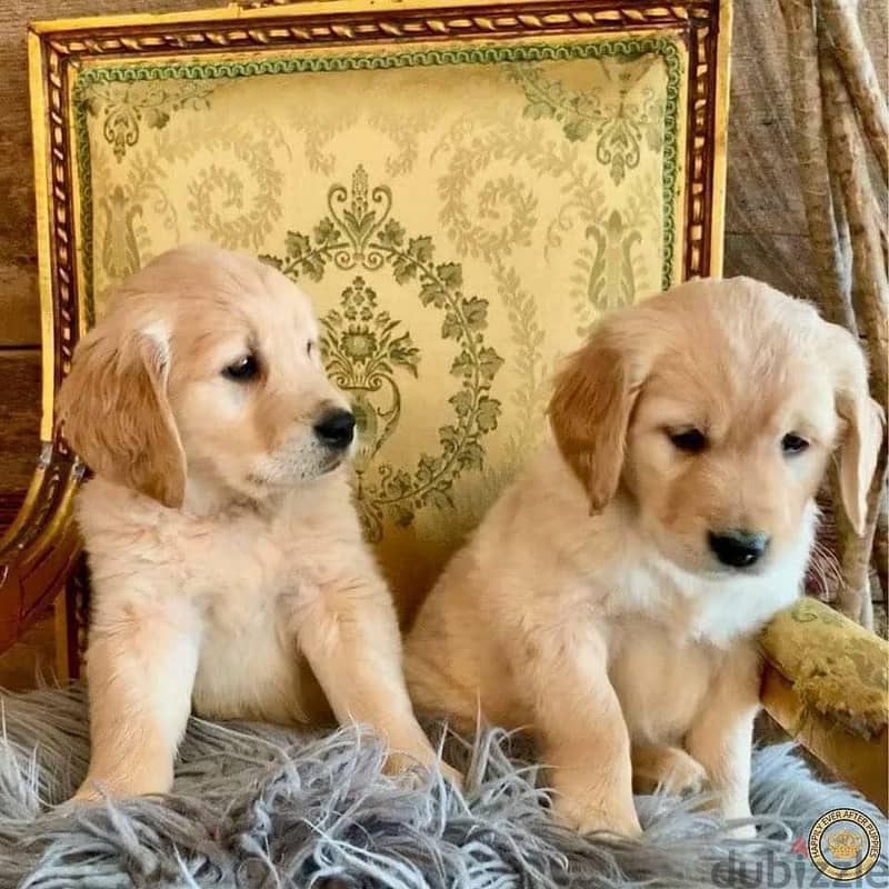 Whatsapp Me +972552992089 Golden Retriever Puppies 0