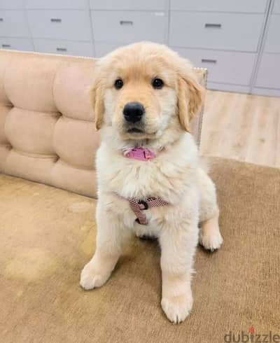 Purebred Golden Retriever for sale