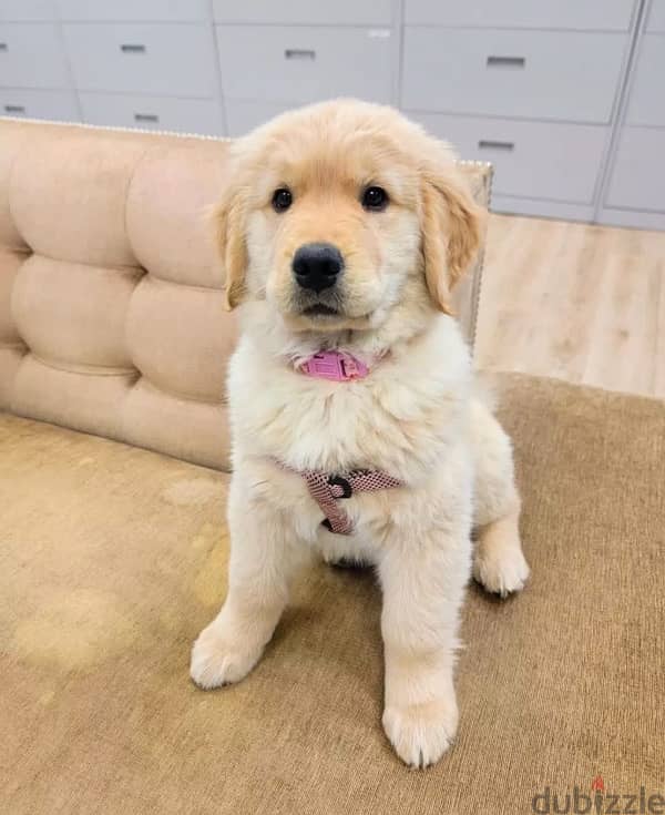 Purebred Golden Retriever for sale 0