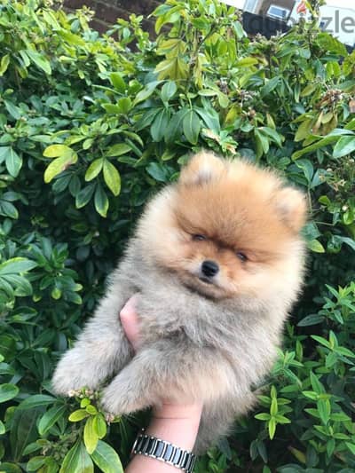 Male Purebred Pomeranian for sale