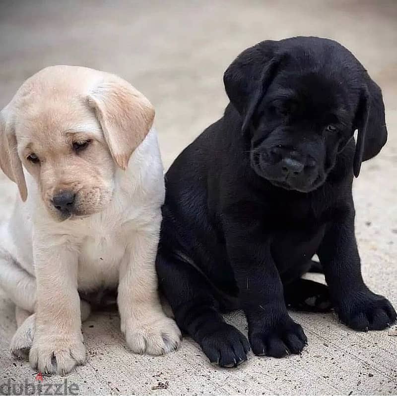 WhatsApp Me +972555077288// Labrador Puppies 0