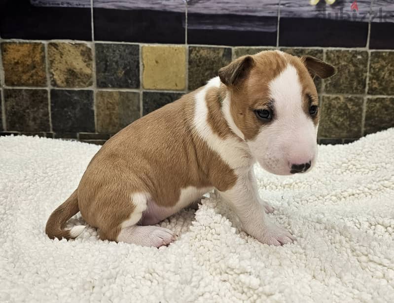 Bull Terrier Puppies Whatsapp me +972553390216 0