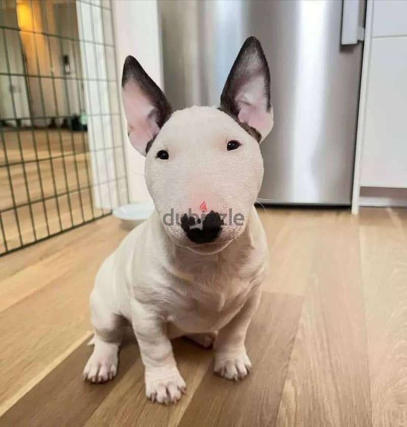 WhatsApp Me +972555077288// Bull Terrier Puppies 1