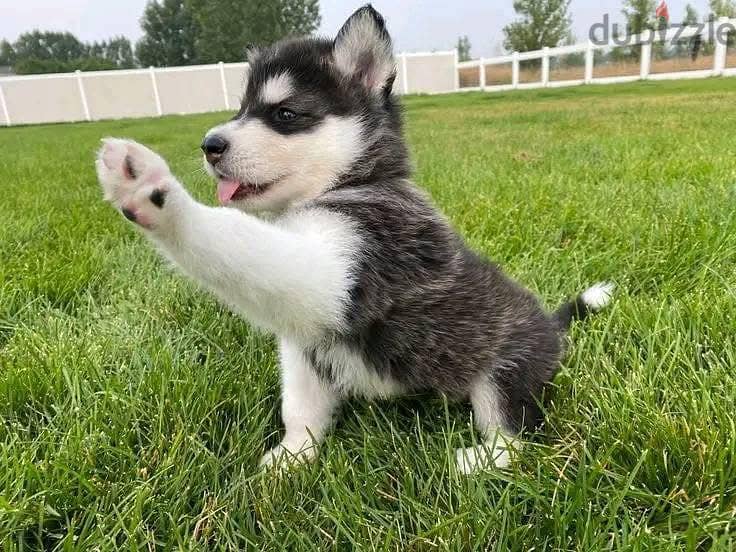 WhatsApp Me +972555077288// Siberian Husky Puppies 1