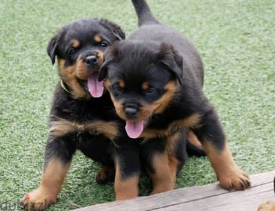 Rottweiler Puppies Whatsapp me +972553390216