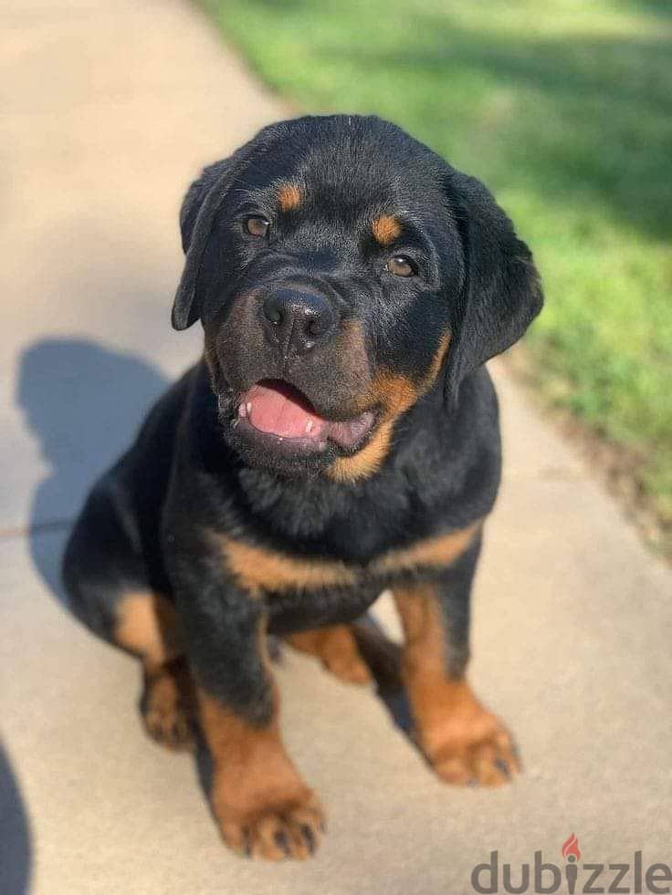 WhatsApp Me +972555077288// Rottweiler Puppies 1