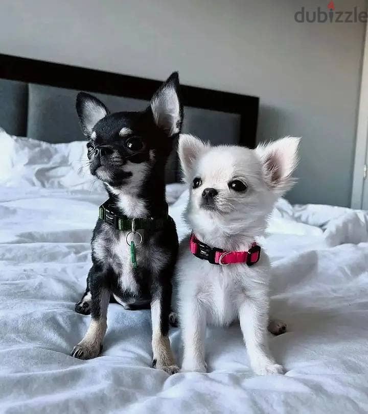 Chihuahua Puppies Whatsapp me +972553390216 0