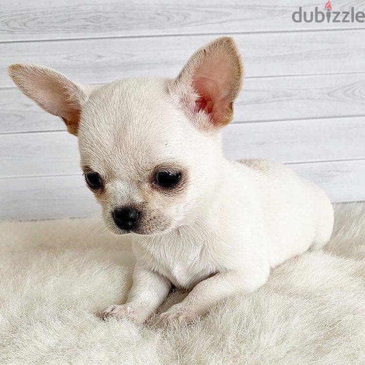 WhatsApp Me +972555077288// Chihuahua Puppies 1