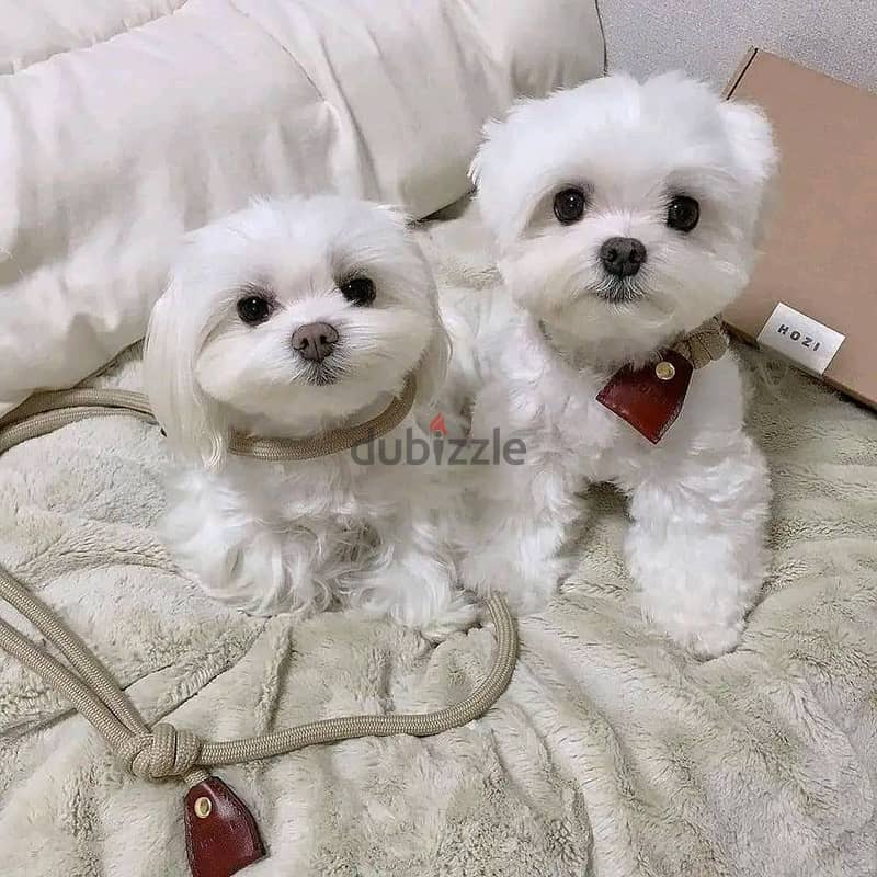 WhatsApp Me +972555077288// Maltese Puppies 0