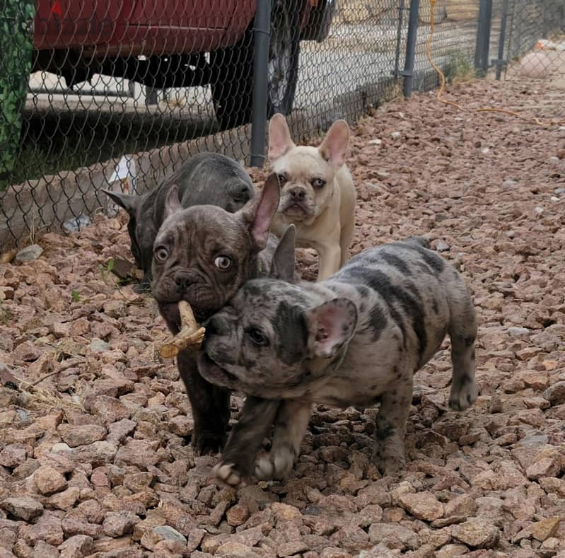 French Bulldog Puppies Whatsapp me +972553390216 0