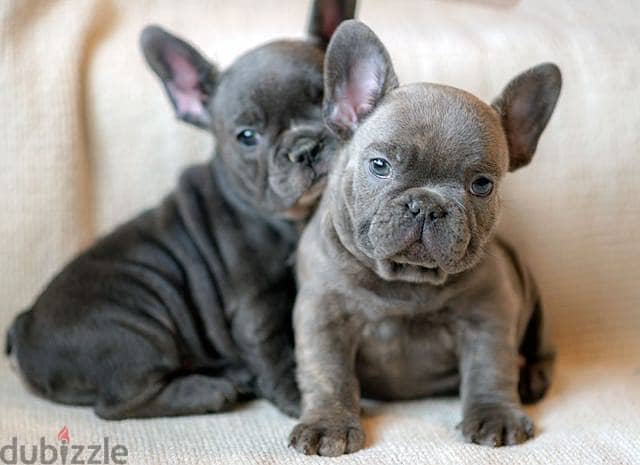 WhatsApp Me +972555077288// French Bulldog Puppies 1