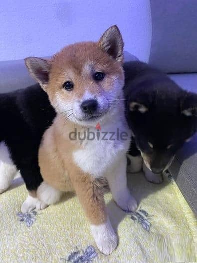 Whatsapp Me +966588993320 Shiba Inu Puppies 0