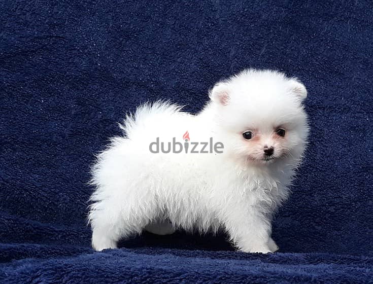 Whatsapp Me +972555074990 Pomeranian Puppies 1