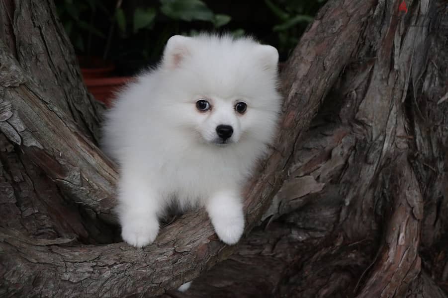 Whatsapp Me +972555074990 Pomeranian Puppies 0